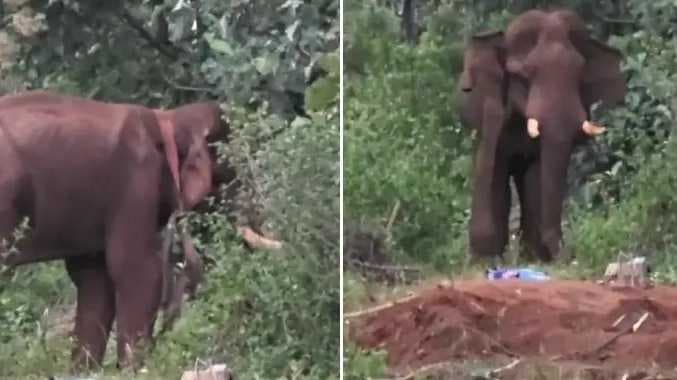 TKI Elephant