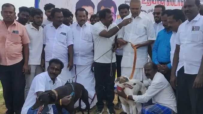 TNL Dog race