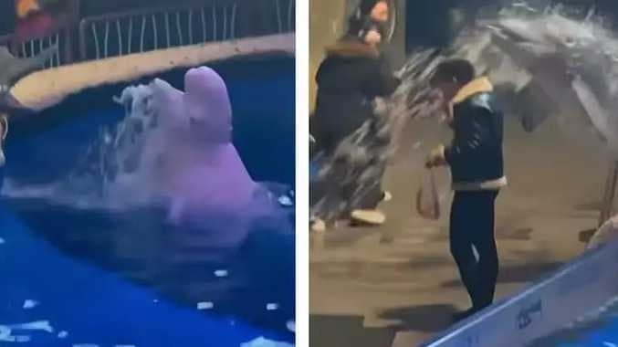 Beluga