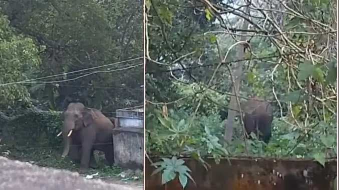 DGL Elephant