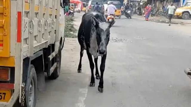 DGL Roadside cow