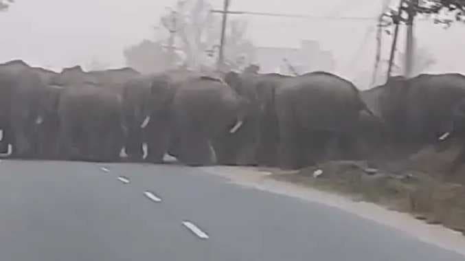 Osur Elephant