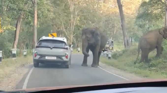 NIL Elephant