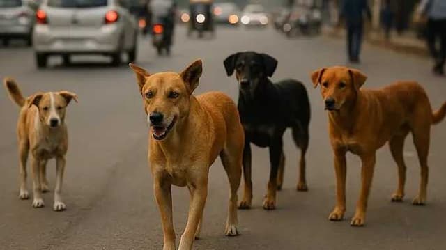 Delhi dog