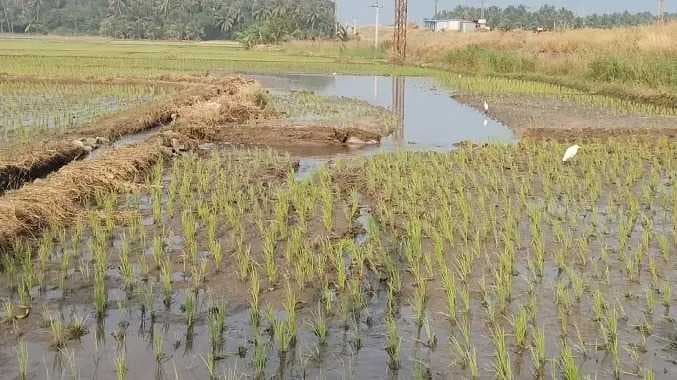 KNK Paddy damaged
