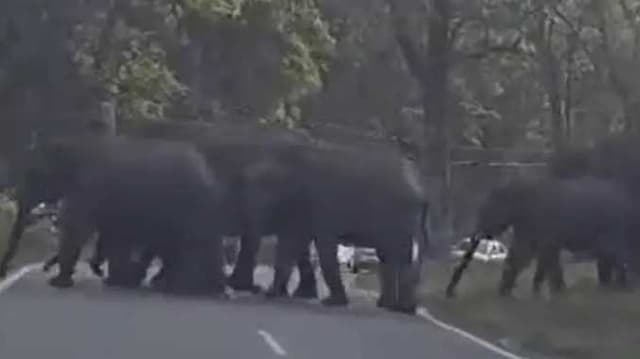 NIL Elephant