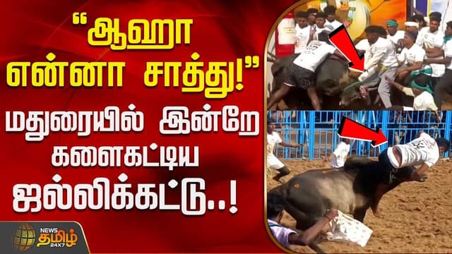 jallikattu madurai