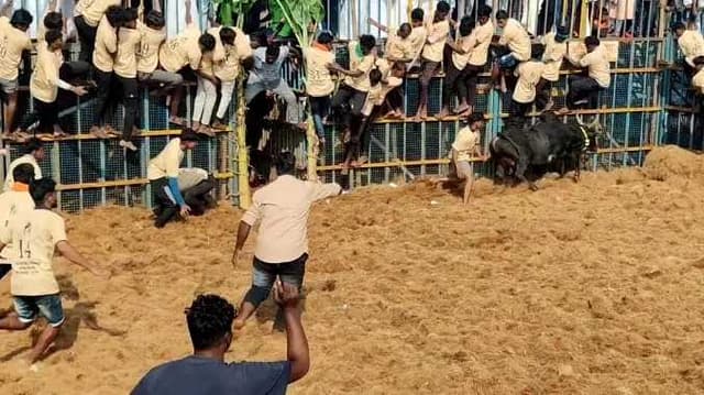 try jallikattu