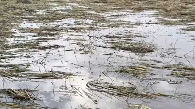 TVL Katur paddy damaged