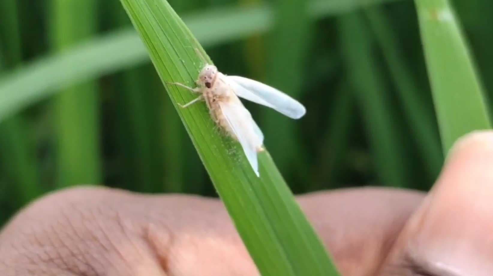 பூச்சி தாக்குதல் மகசூல் இழப்பு