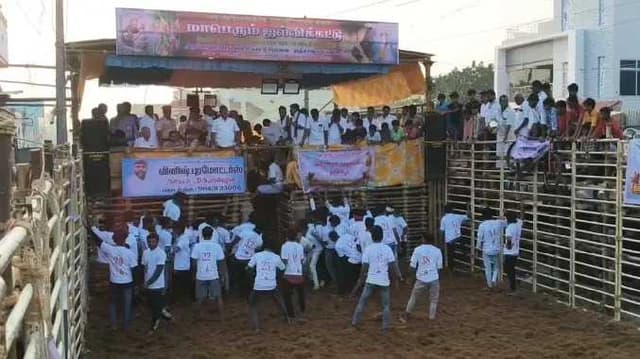 TNJ Jallikattu