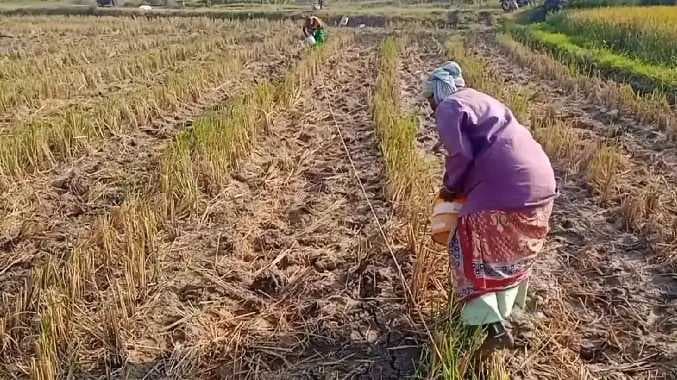 TVR Cotton farmers issue