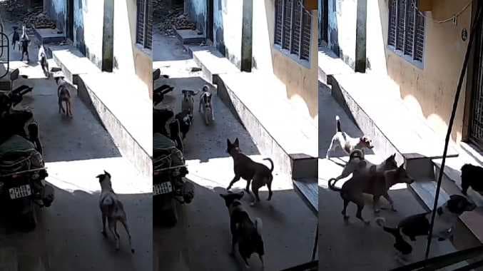 நாய் மெயின்