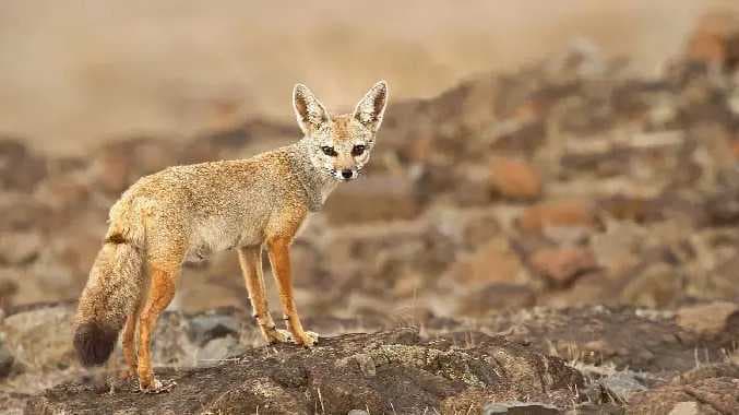 குள்ளநரி