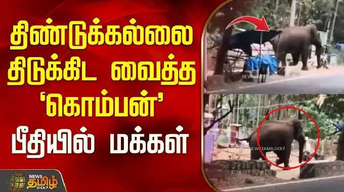 DindigulElephant | திண்டுக்கல்லை திடுக்கிட வைத்த "கொம்பன்".. பீதியில் மக்கள்