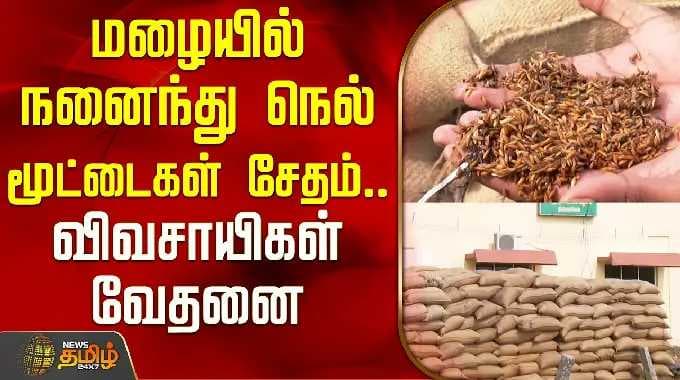 Paddy bundles damaged due to rain.. Farmers in distress | Ramanathapuram | CropLoss