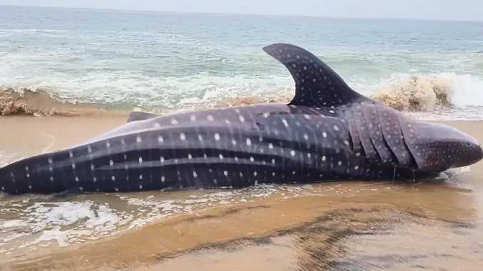 கன்னியாயாகுமரி சுறா