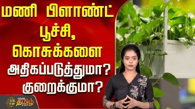 Moneyplant | மணி பிளாண்ட் பூச்சி, கொசுக்களை அதிகப்படுத்துமா? குறைக்குமா?