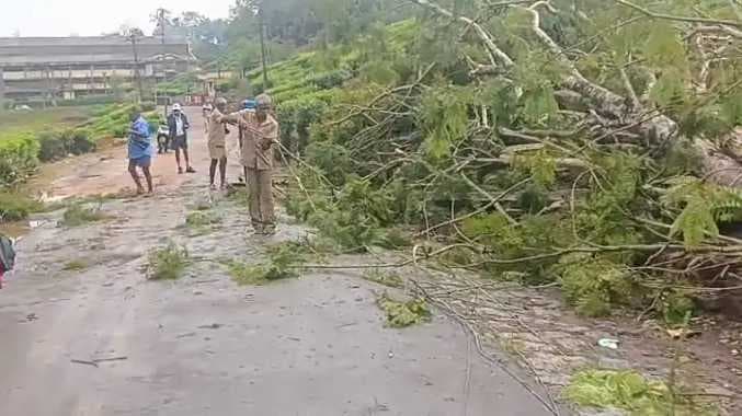 கோவை மரம் விழுந்தது