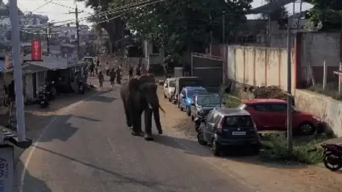 நீலகிரி யானை