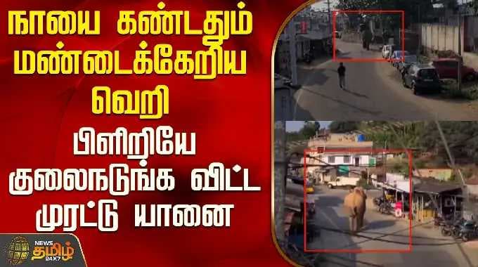 Nilgiris | Elephant | நாயை கண்டதும் மண்டைக்கேறிய வெறி - பிளிறியே குலைநடுங்க விட்ட முரட்டு யானை