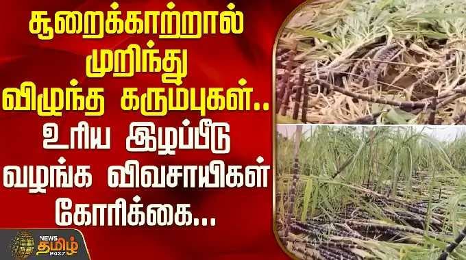 சூறைகாற்றால் முறிந்த கரும்புகள்; இழப்பீடு வழங்க விவசாயிகள் கோரிக்கை | Sugarcane Damage Melur Madurai