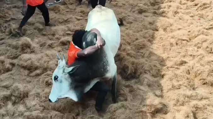 ஜல்லிக்கட்டு போட்டி
