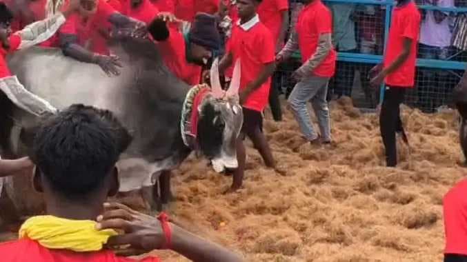 ஜல்லிக்கட்டு போட்டி