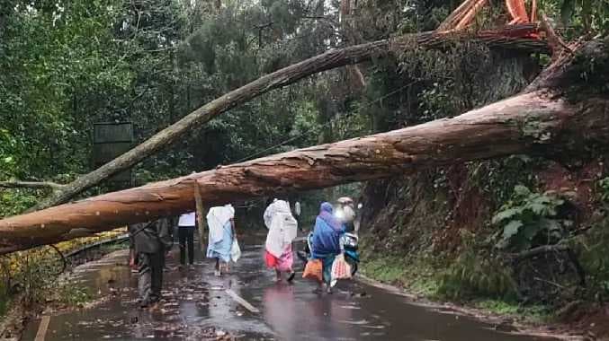 சாலையின் நடுவே விழுந்த மரம்