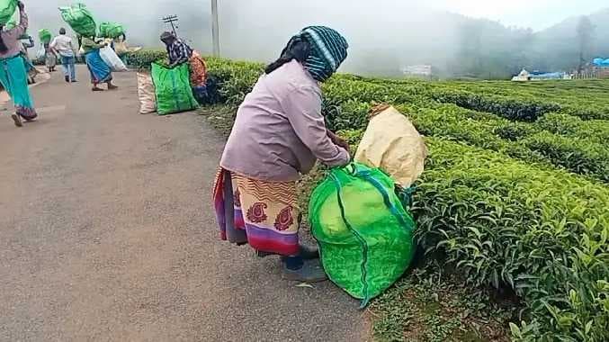 தொழிலாளிகள் வேதனை