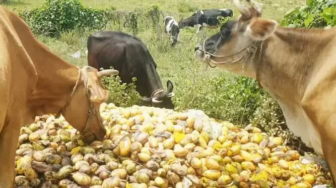 சரிந்து வரும் மாங்காய் விலை