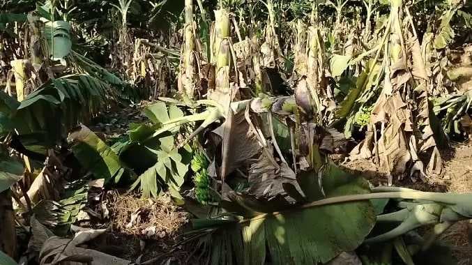 வாழை மரங்கள் முறிந்து சேதம்