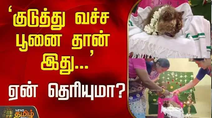 'குடுத்து வச்ச பூனை தான் இது...'ஏன் தெரியுமா? | Cat | Petlovers | Tamil News