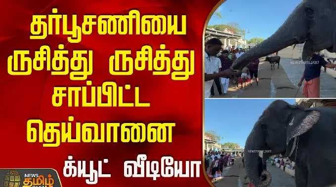 தர்பூசணியை ருசித்து ருசித்து சாப்பிட்ட தெய்வானை - க்யூட் வீடியோ | Thiruchendur | Deivanai