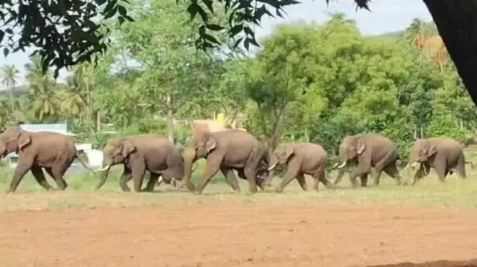 காட்டு யானைகள்