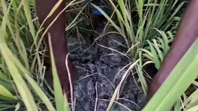 கருகும் நெற்பயிர்கள்