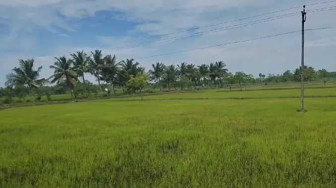 நெற்பயிர்கள்
