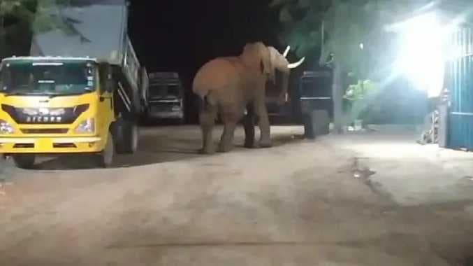 பாகுபலி யானை