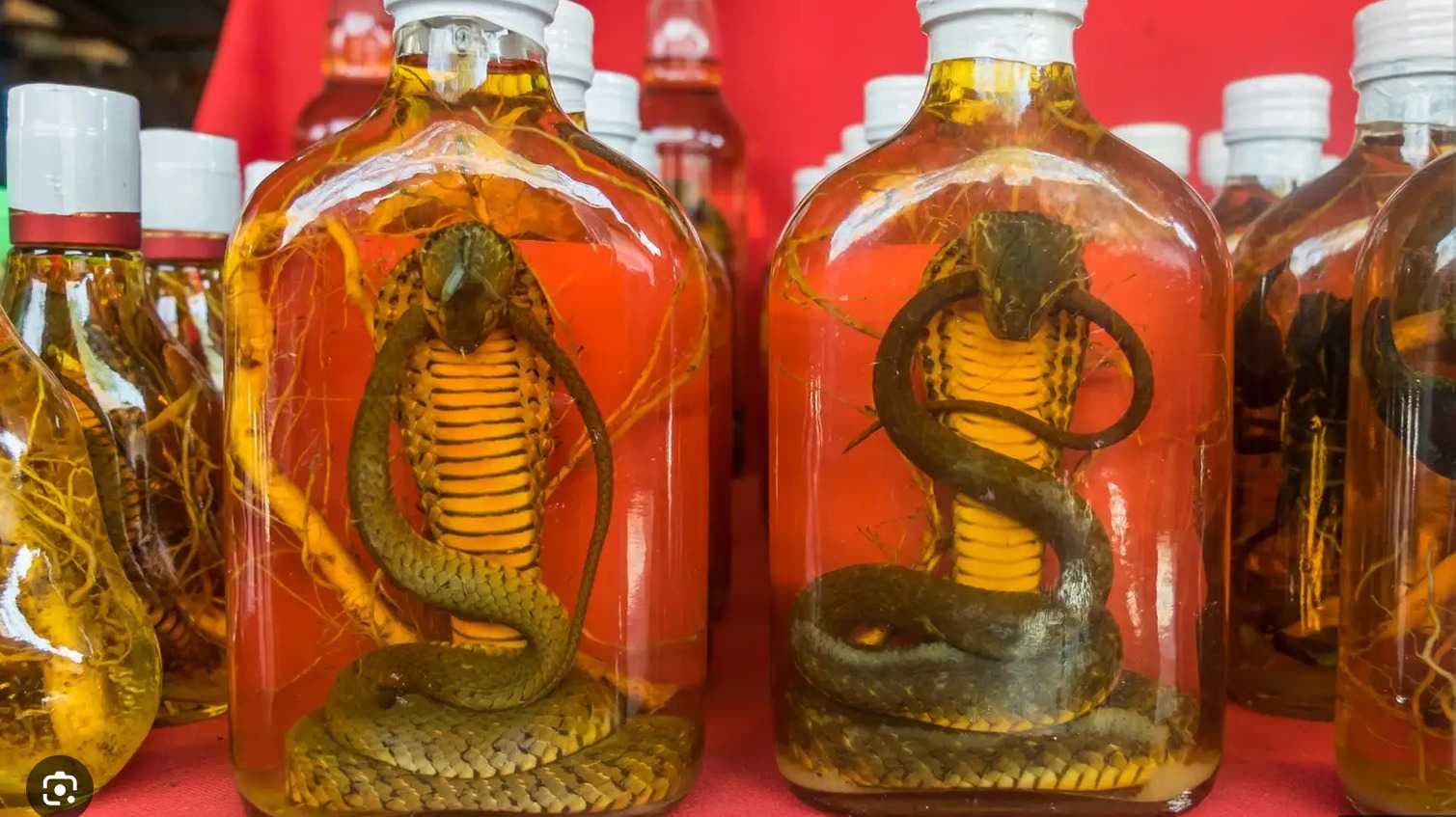 snake wine