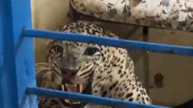 சிறுத்தைக் குட்டி