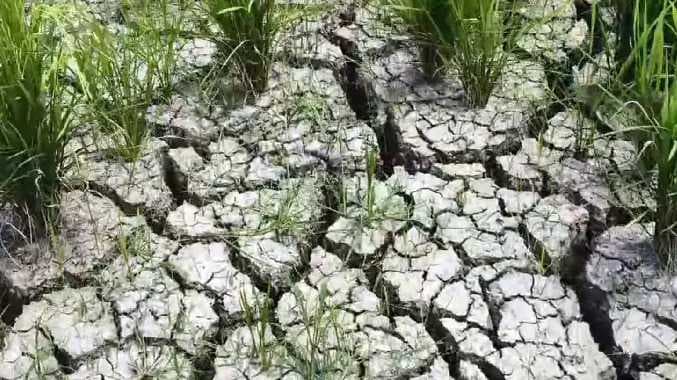 கருகி வரும் குறுவைப் பயிர்கள்