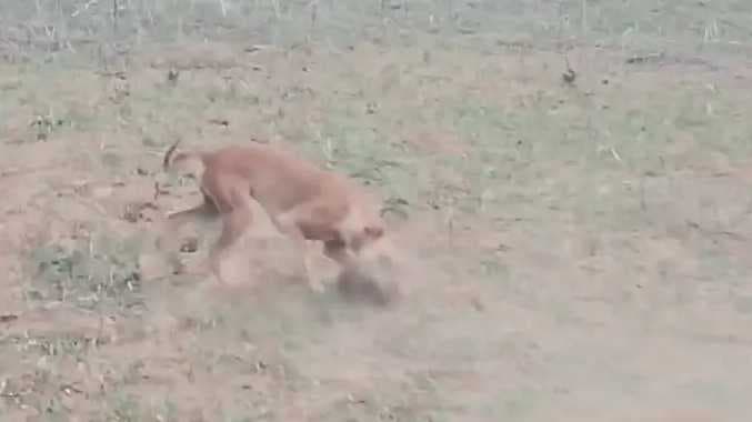 கீரியை வேட்டையாடும் நாய்
