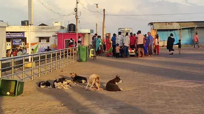 தெரு நாய்கள்