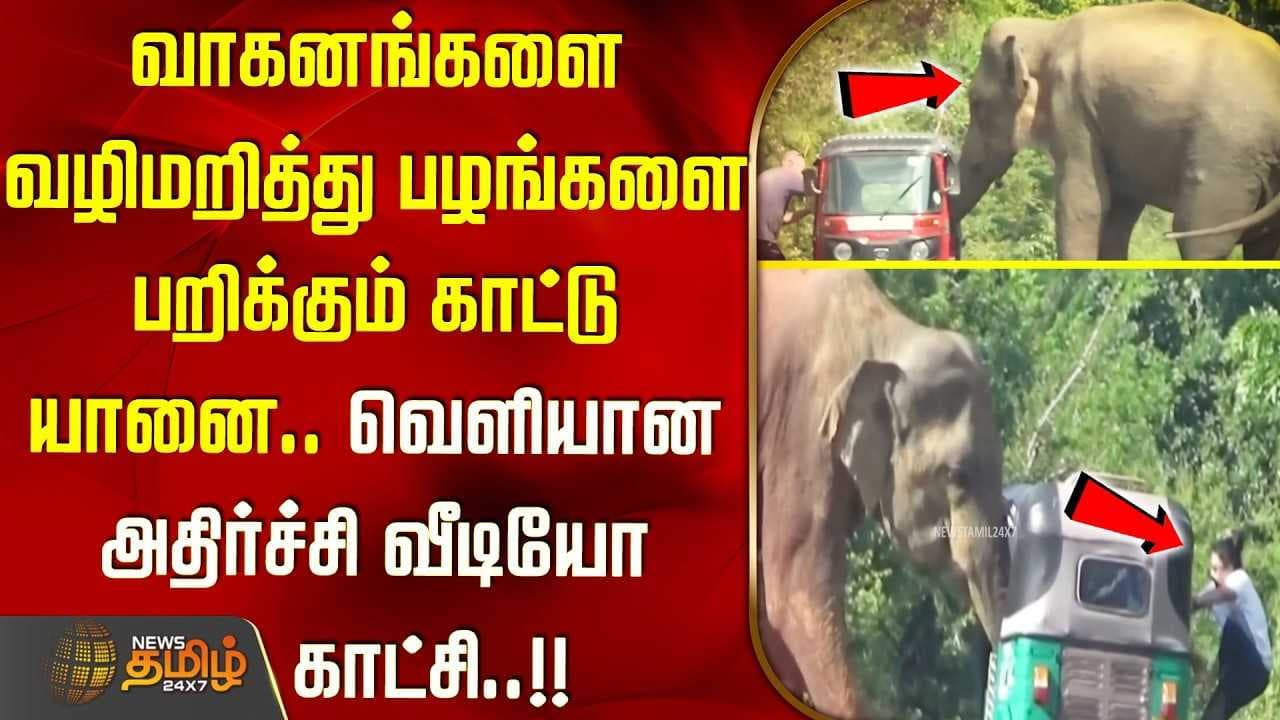 வாகனங்களை வழிமறித்து பழங்களை பறிக்கும் காட்டு யானை
