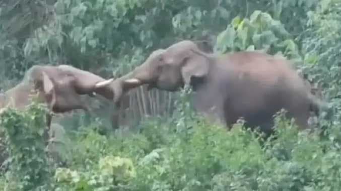 காட்டு யானைகள்