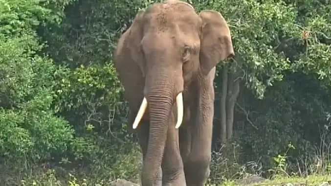ஆனைமலை