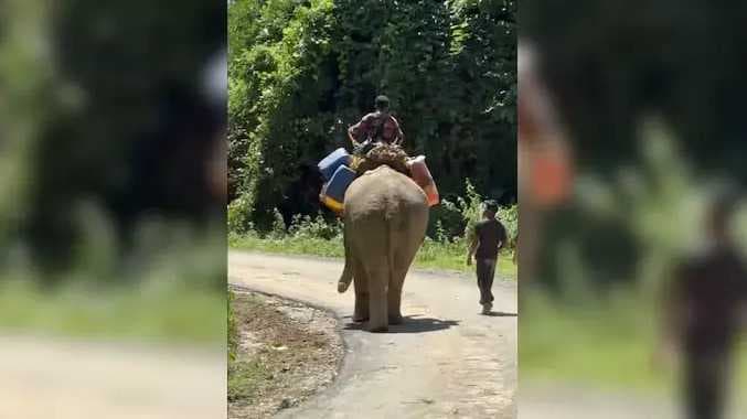 யானைகள் மூலம் நிவாரணம்