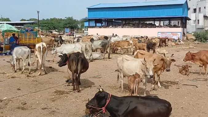 கால்நடை சந்தை