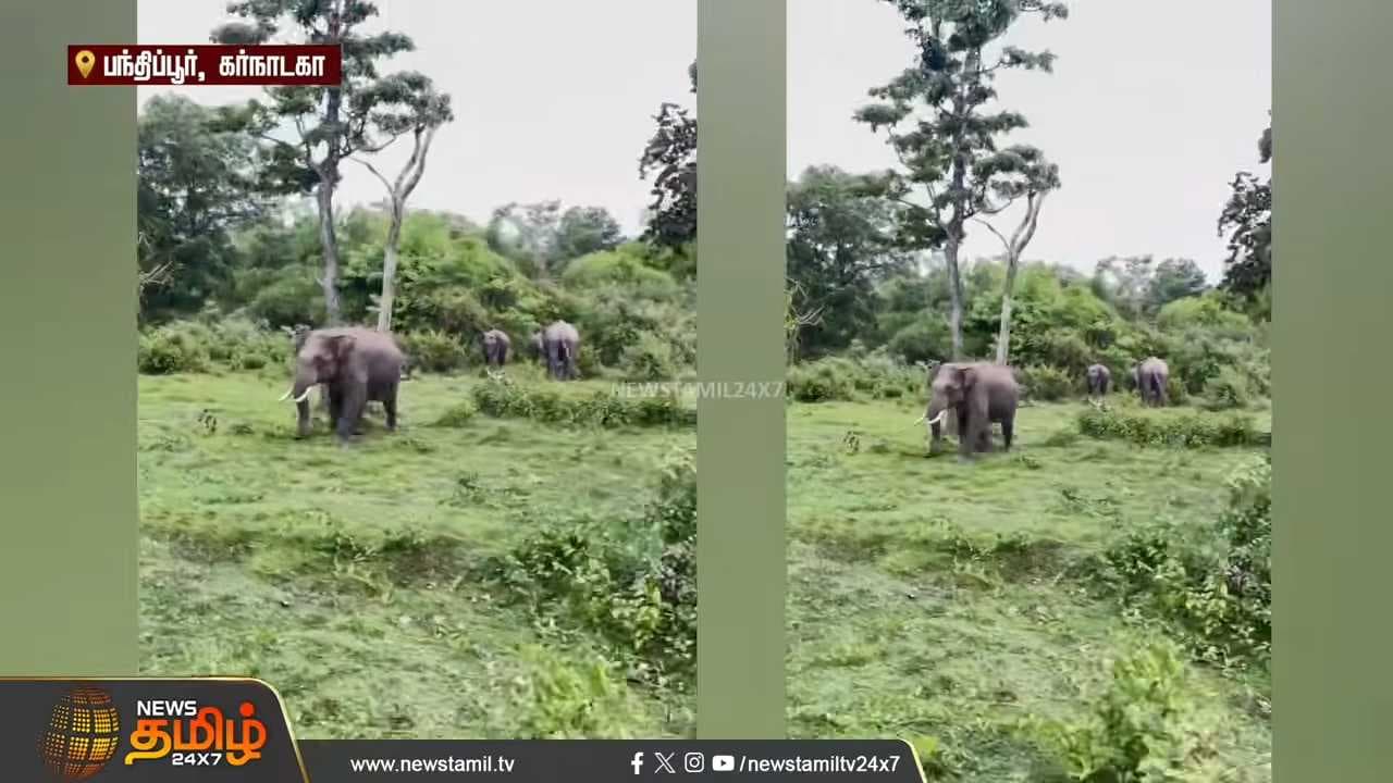 ஆவேசமாக ஓடிவந்த காட்டு யானை