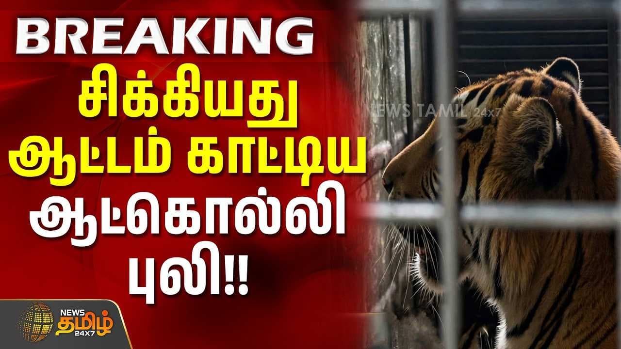 சிக்கியது ஆட்டம் காட்டிய ஆட்கொல்லி புலி